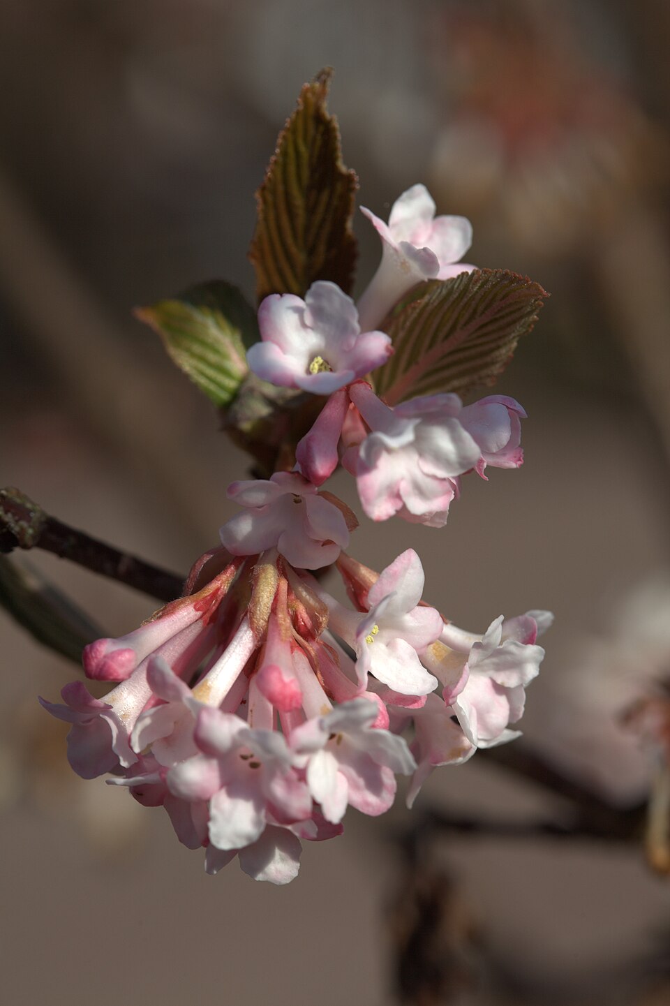 Viburnum × bodnantense 'Dawn' (Dawn viburnum) (alternate view 4)