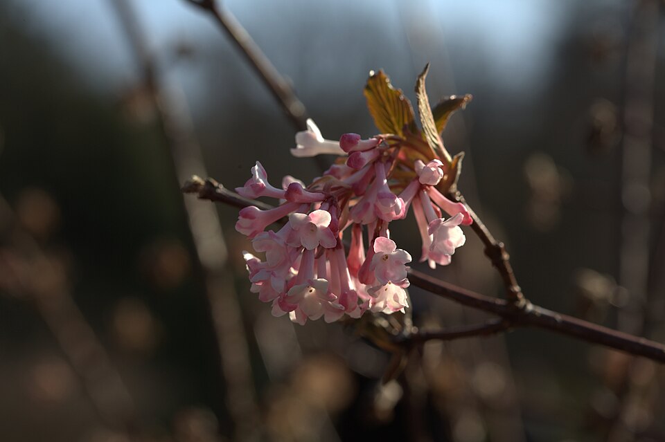 Viburnum × bodnantense 'Dawn' (Dawn viburnum) (alternate view 5)