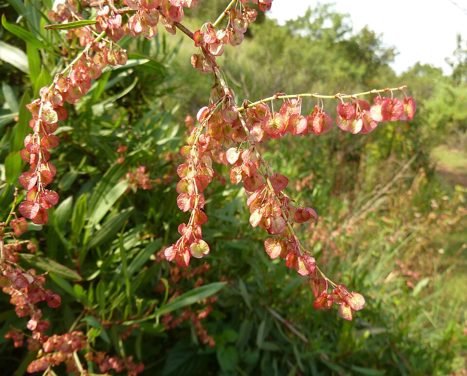 Rumex sagittatus (Climbing dock) (alternate view 7)