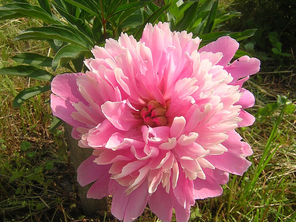 Paeonia lactiflora 'Sarah Bernhardt' (Sarah Bernhardt Peony)