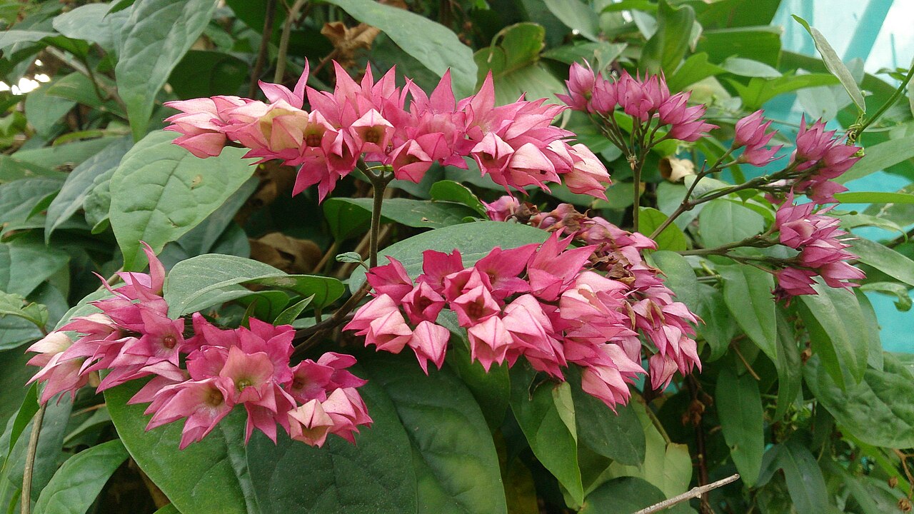 Clerodendrum thomsoniae, Bleeding-heart vine — climbing semi-evergreen (Lamiaceae) (image 10 of 10)