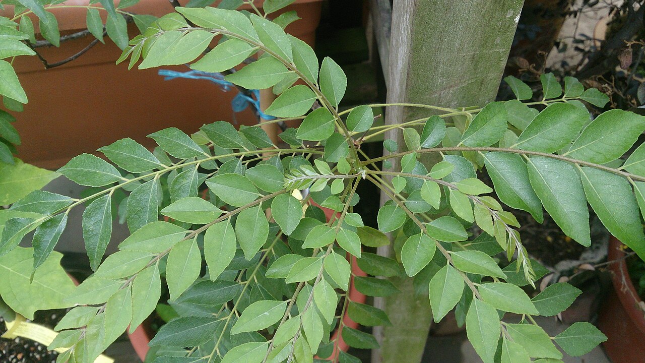 Murraya koenigii, Curry leaf tree — upright semi-evergreen (Rutaceae) (image 8 of 9)