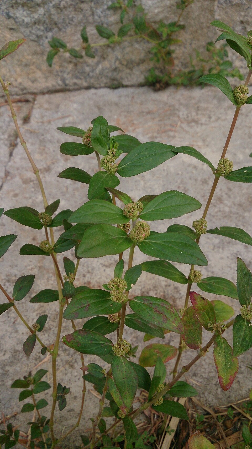 Euphorbia hirta (Asthma Plant)