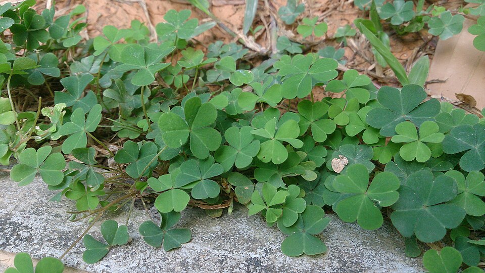 Oxalis corniculata (trailing yellow sorrel) (alternate view 6)