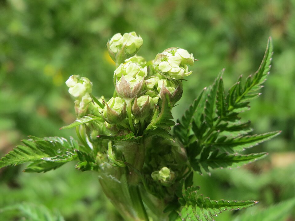 Anthriscus cerefolium (Chervil) (alternate view 8)