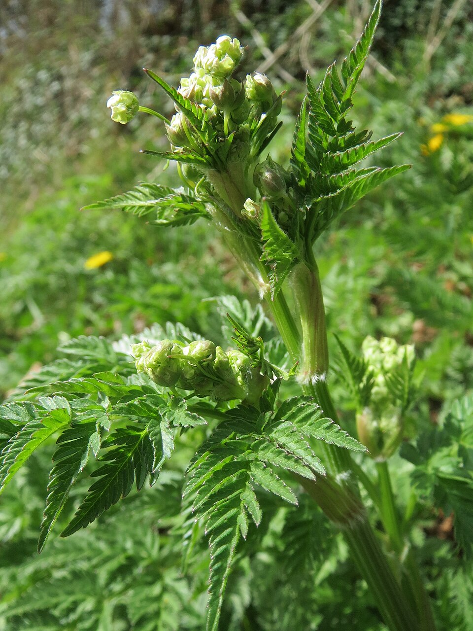 Anthriscus cerefolium (Chervil) (alternate view 9)