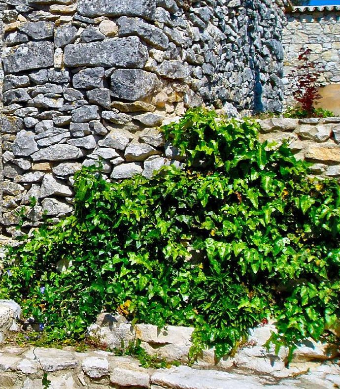 Hedera hibernica (Atlantic or Irish ivy) (alternate view 10)