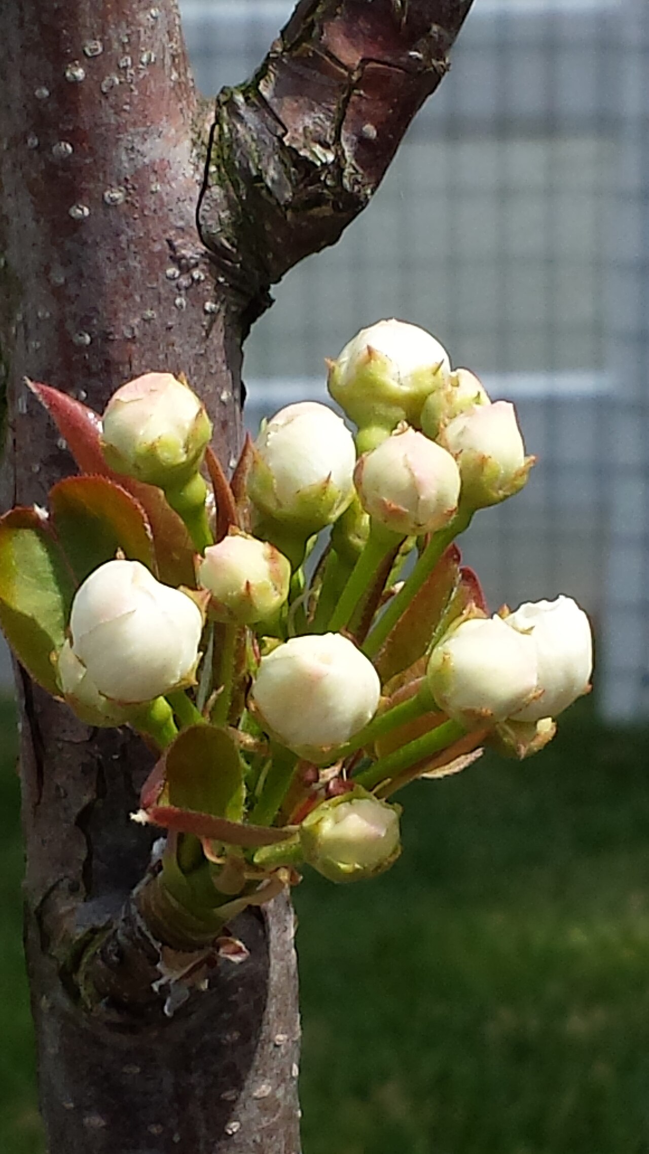 Pyrus pyrifolia, Asian pear — upright deciduous (Rosaceae) (image 5 of 9)