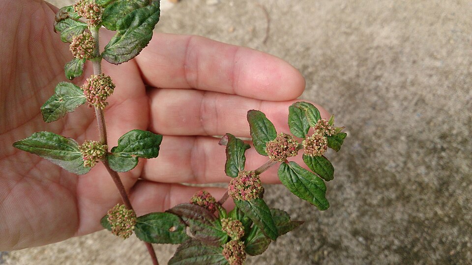 Euphorbia hirta (Asthma Plant)