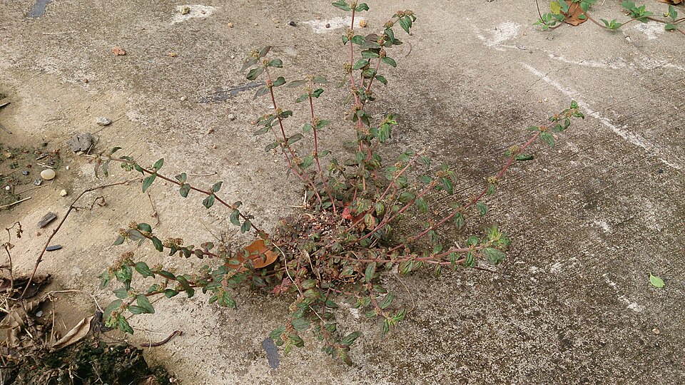 Euphorbia hirta (Asthma Plant)