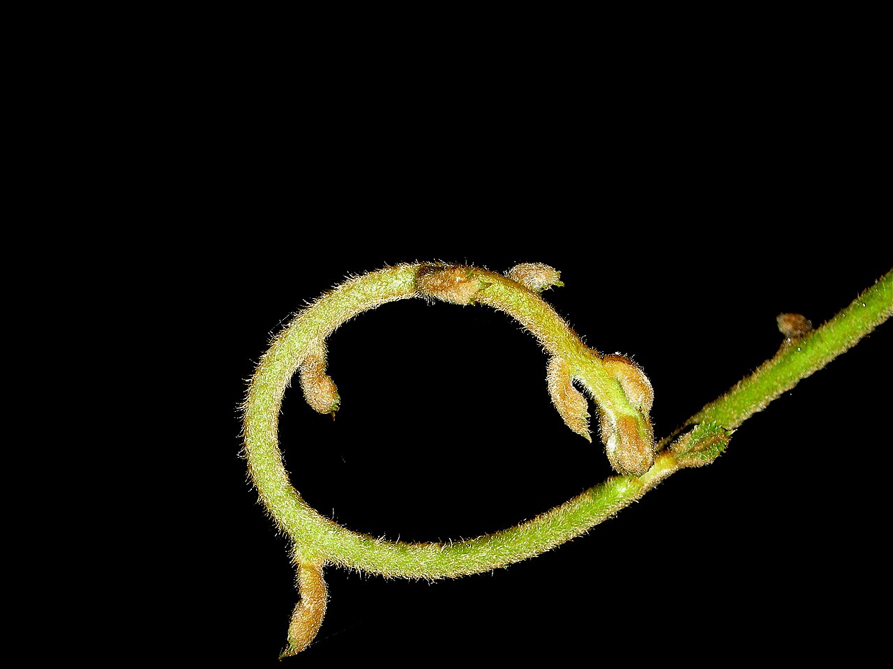 Actinidia chinensis, Kiwifruit — vining deciduous (Actinidiaceae) (image 3 of 9)