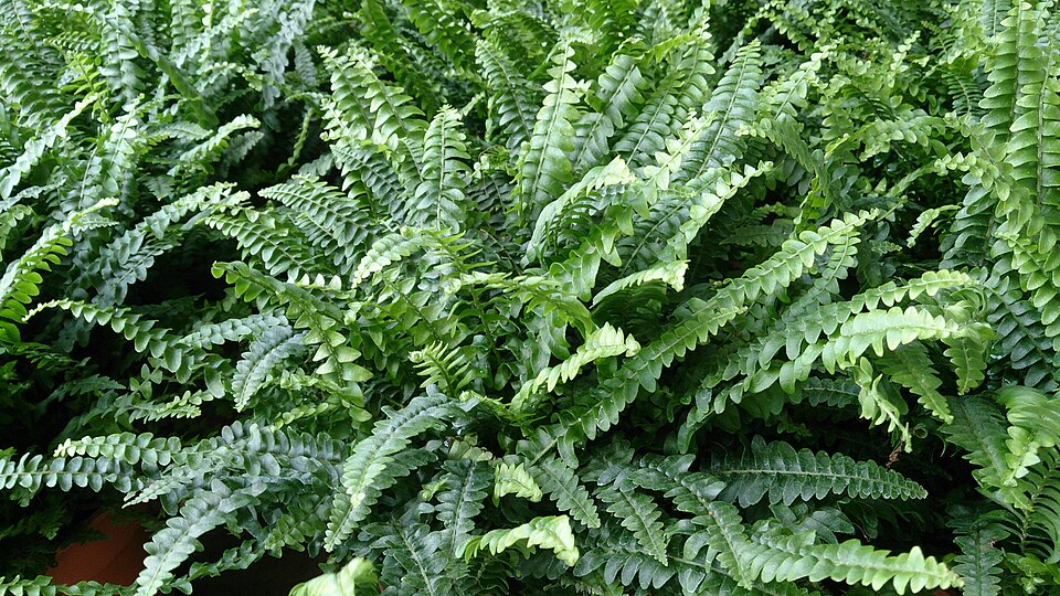 Nephrolepis exaltata (Boston Fern) (alternate view 8)
