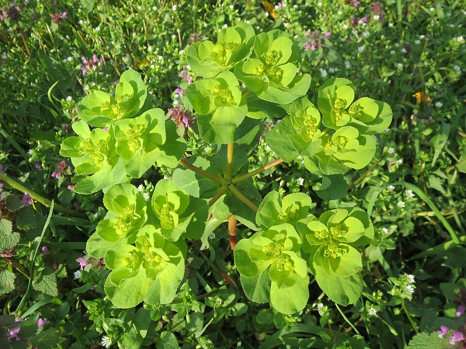 Euphorbia helioscopia (Sun spurge)