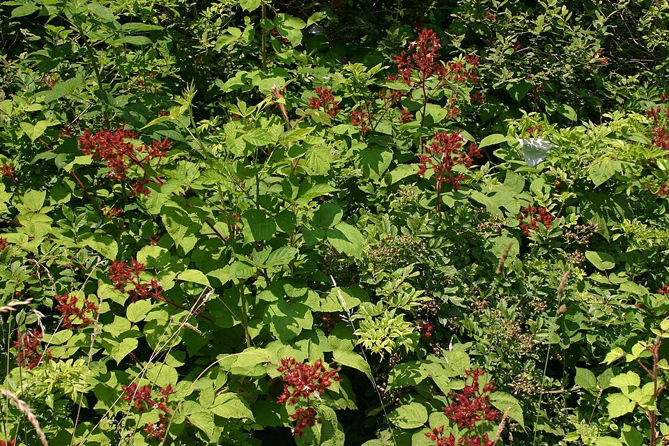 Rubus phoenicolasius (wineberry)