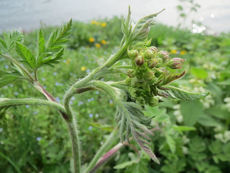 Anthriscus cerefolium (Chervil) (alternate view 10)