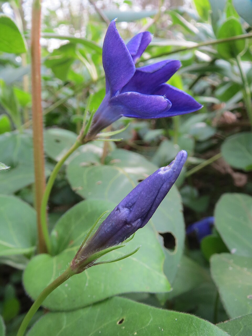 Vinca major (Greater Periwinkle) (alternate view 10)