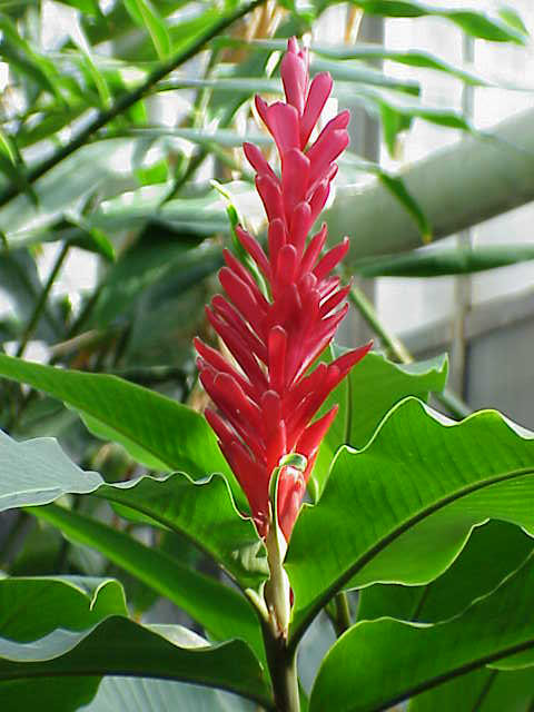 Alpinia purpurata (Red Ginger) (alternate view 6)