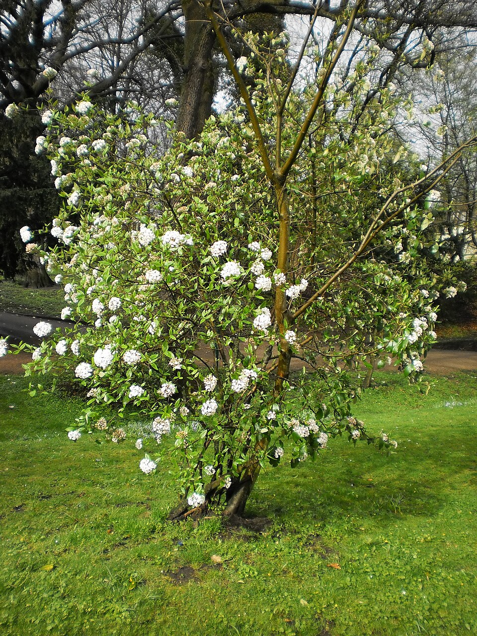 Viburnum carlesii (Korean spice viburnum) (alternate view 9)