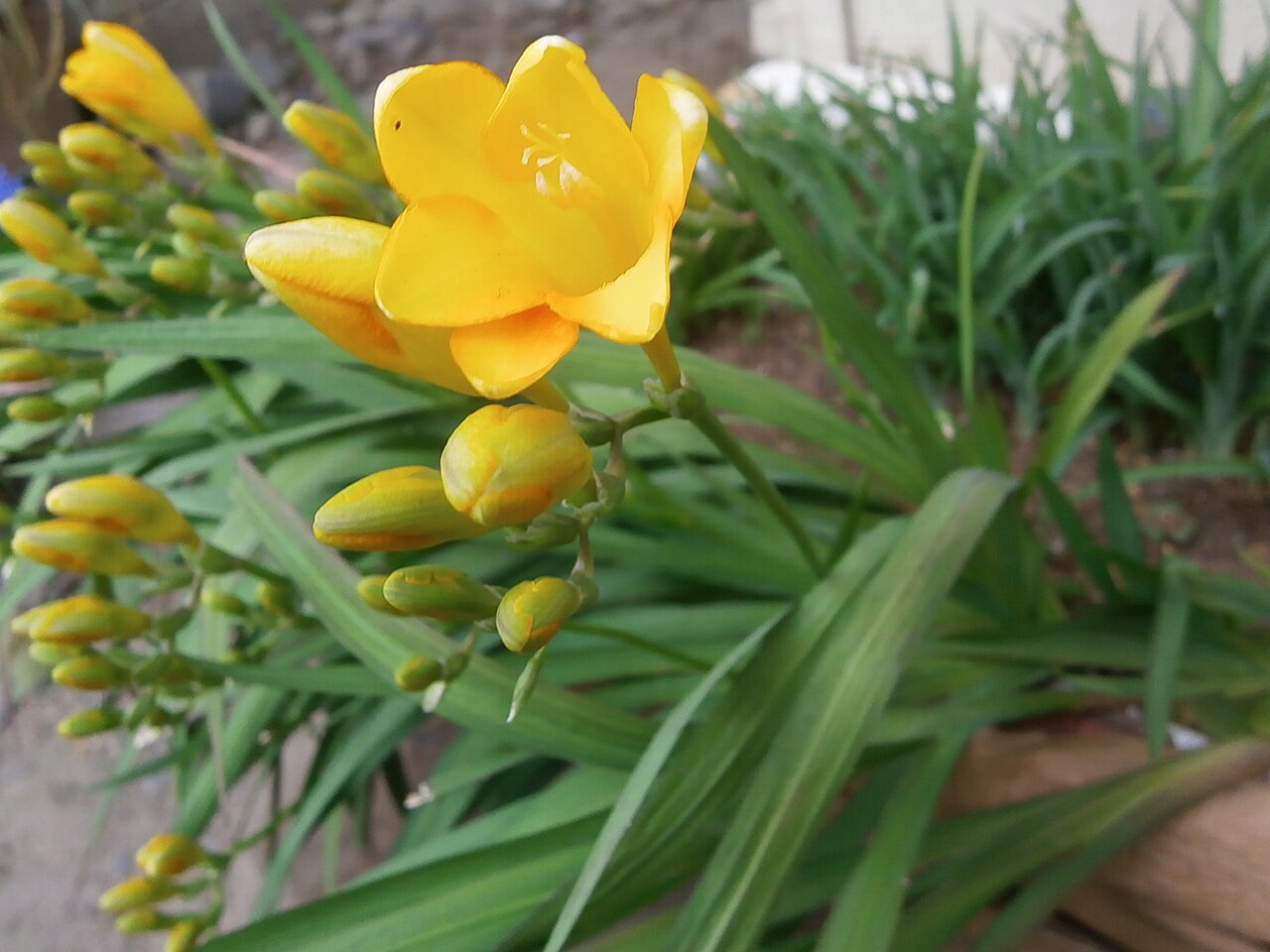 Freesia refracta, Freesia — clumping deciduous (Iridaceae) (image 3 of 9)