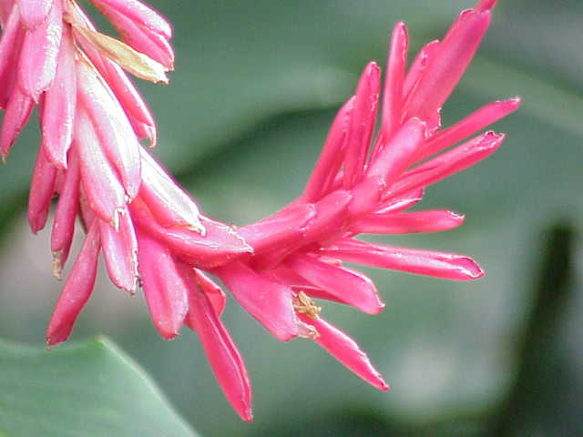 Alpinia purpurata (Red Ginger) (alternate view 7)