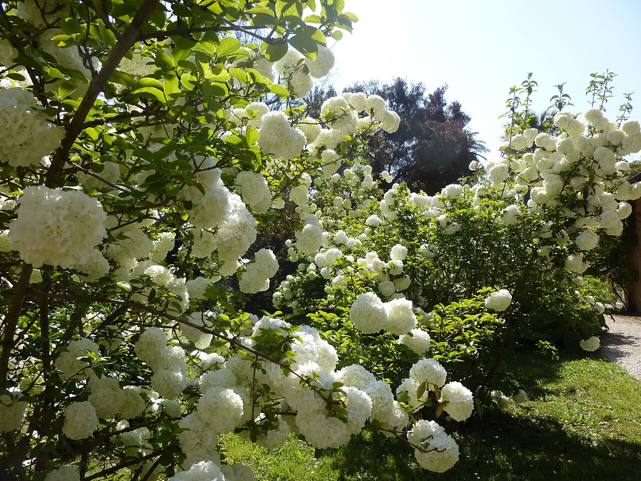 Viburnum macrocephalum, Chinese snowball viburnum — mounding semi-evergreen (Adoxaceae) (image 4 of 9)