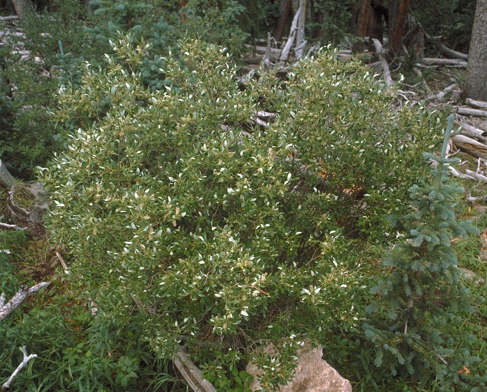 Salix scouleriana (Scouler’s willow) (alternate view 6)