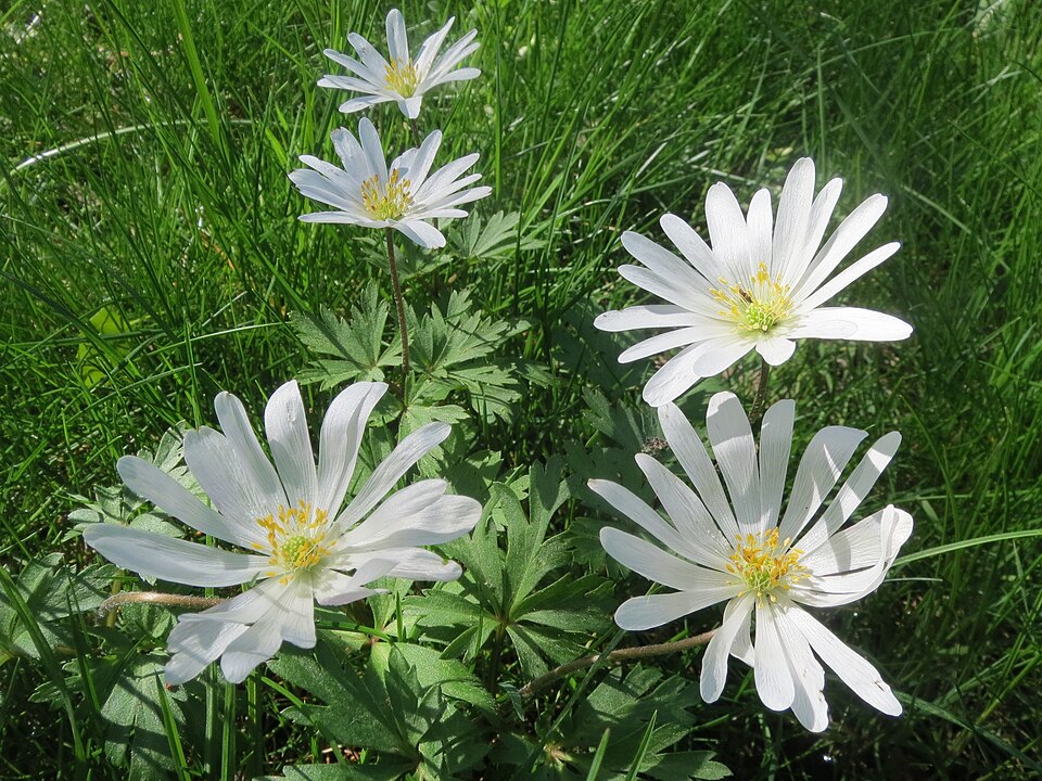 Anemone blanda (windflower) (alternate view 5)