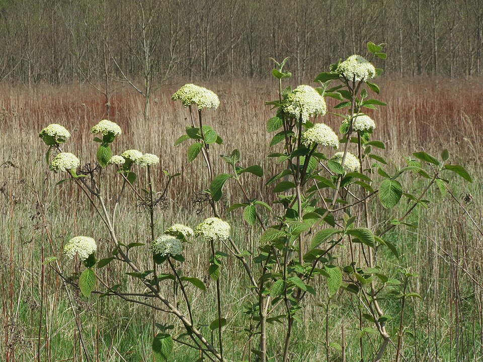 Viburnum lantana (Wayfaring-tree)