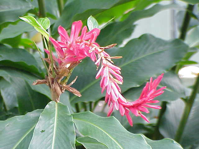 Alpinia purpurata (Red Ginger) (alternate view 8)