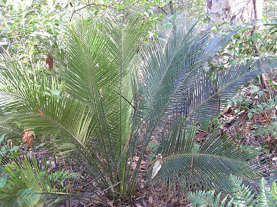 Macrozamia communis (burrawang) (alternate view 6)