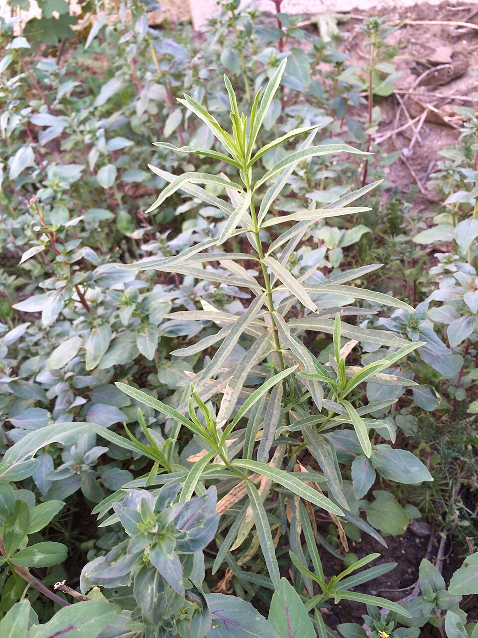 Asclepias fascicularis (Narrow-leaf Milkweed) (alternate view 9)