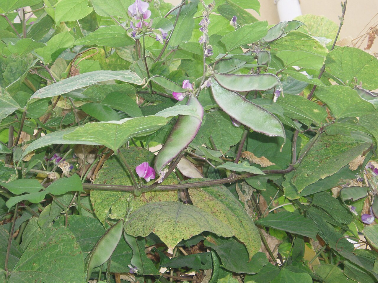 Lablab purpureus, Hyacinth bean — climbing (Fabaceae) (image 1 of 10)