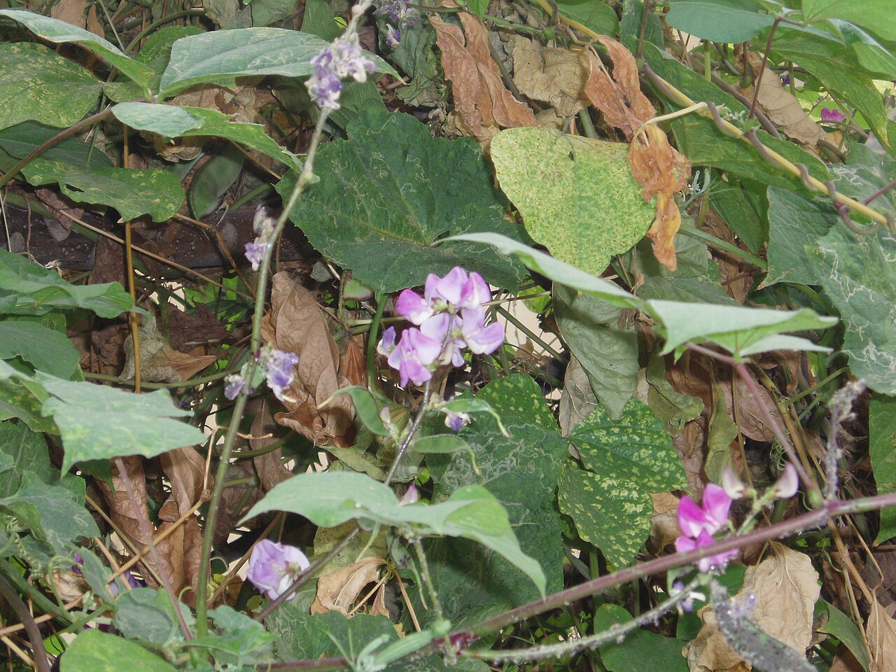 Lablab purpureus, Hyacinth bean — climbing (Fabaceae) (image 2 of 10)