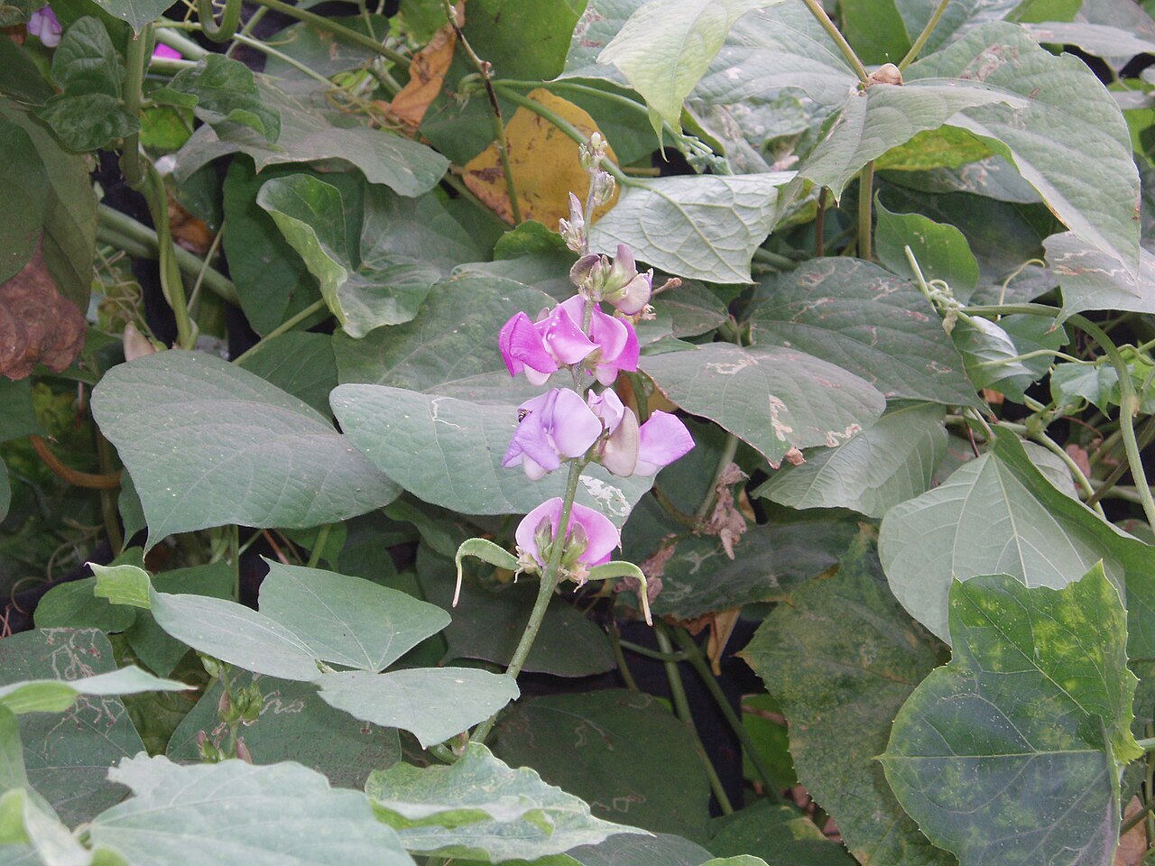 Lablab purpureus, Hyacinth bean — climbing (Fabaceae) (image 3 of 10)