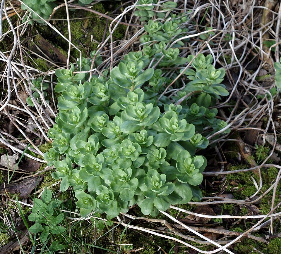 Hylotelephium telephium (Orpine) (alternate view 5)