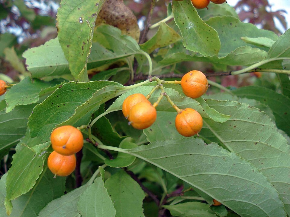 Celastrus scandens (American bittersweet) (alternate view 5)