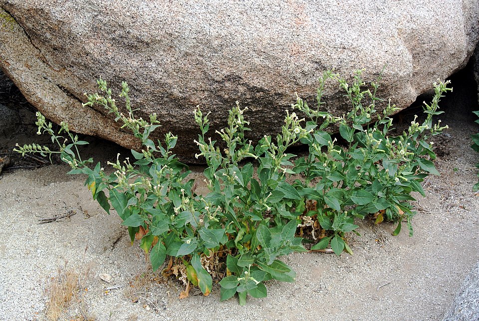 Nicotiana obtusifolia (desert tobacco) (alternate view 3)