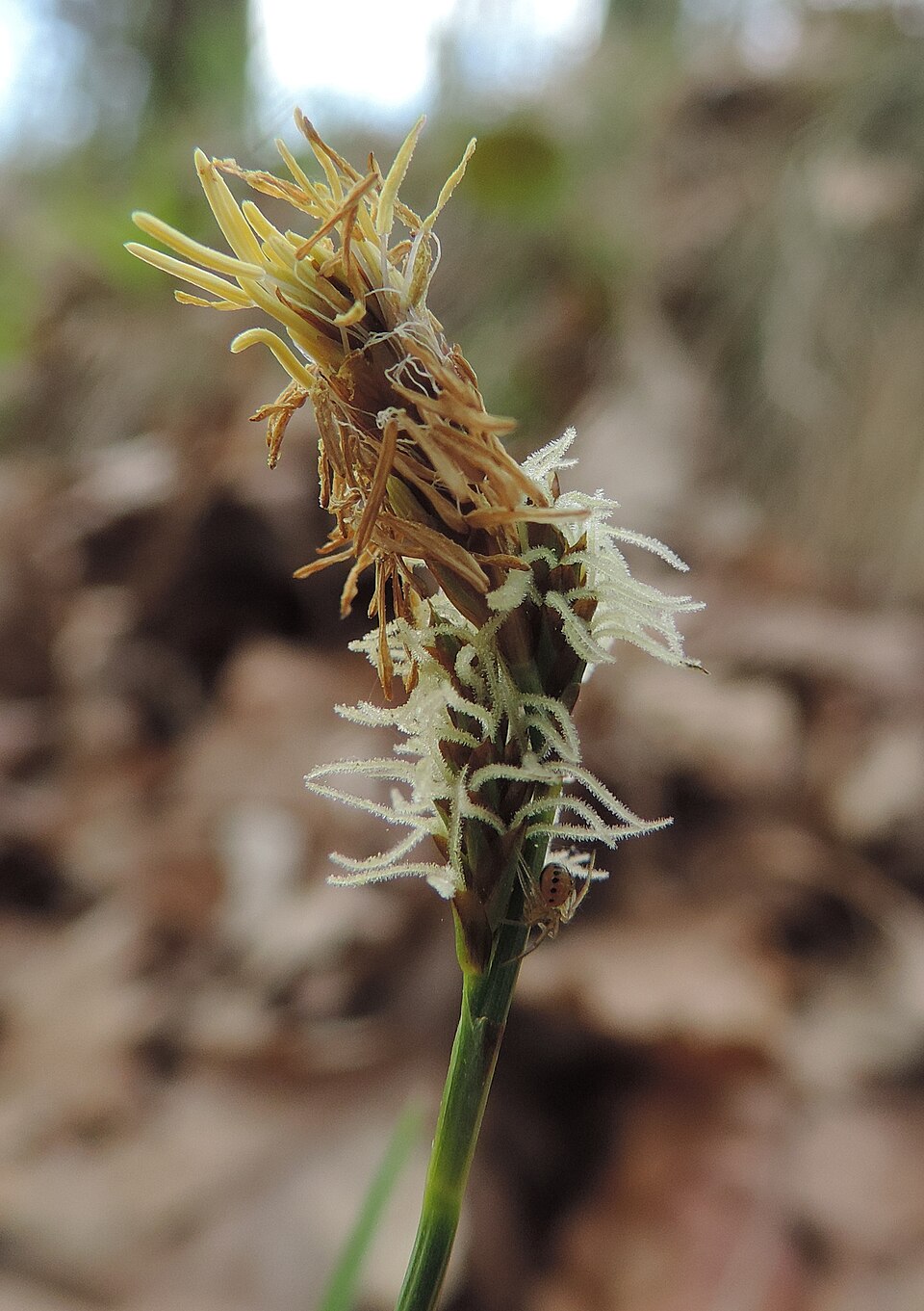 Carex caryophyllea (spring sedge)