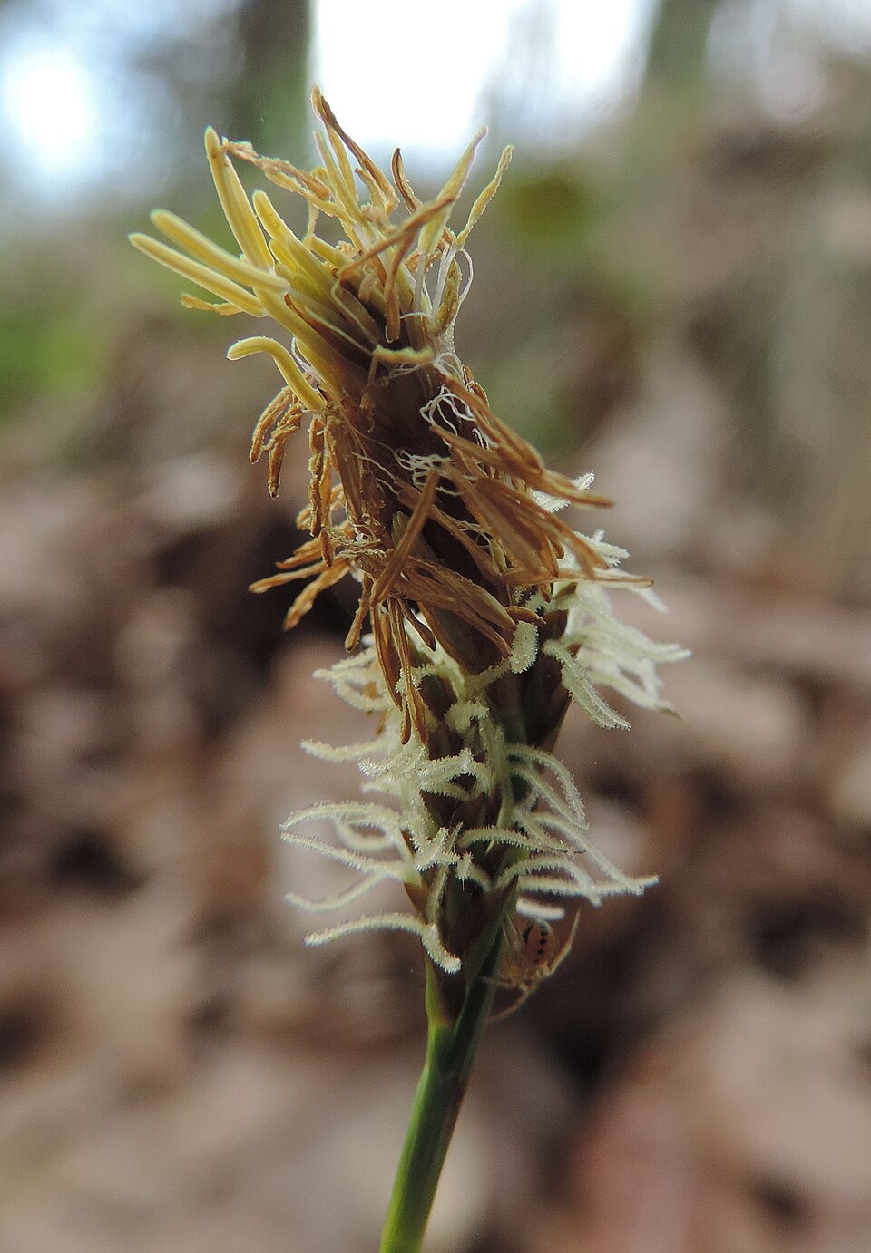 Carex caryophyllea (spring sedge)