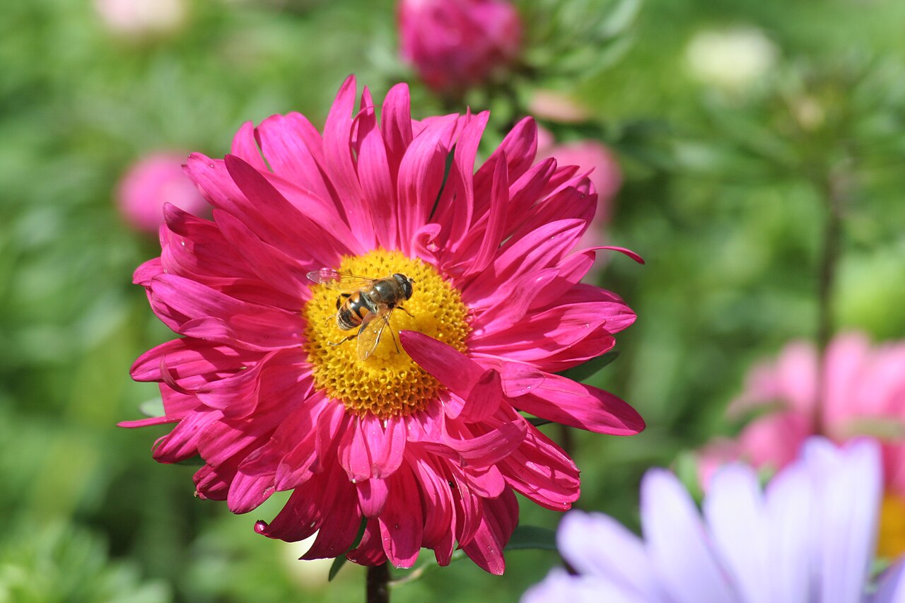 Callistephus chinensis, China aster — upright deciduous (Asteraceae) (image 5 of 10)