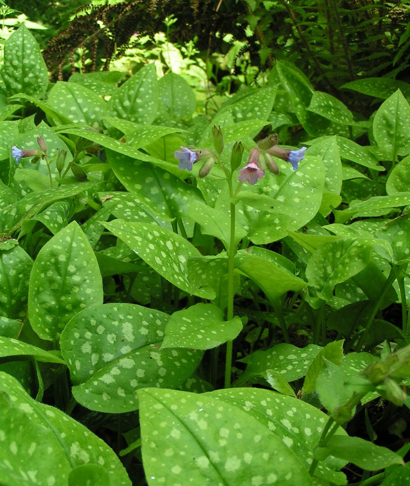 Pulmonaria (lungwort)