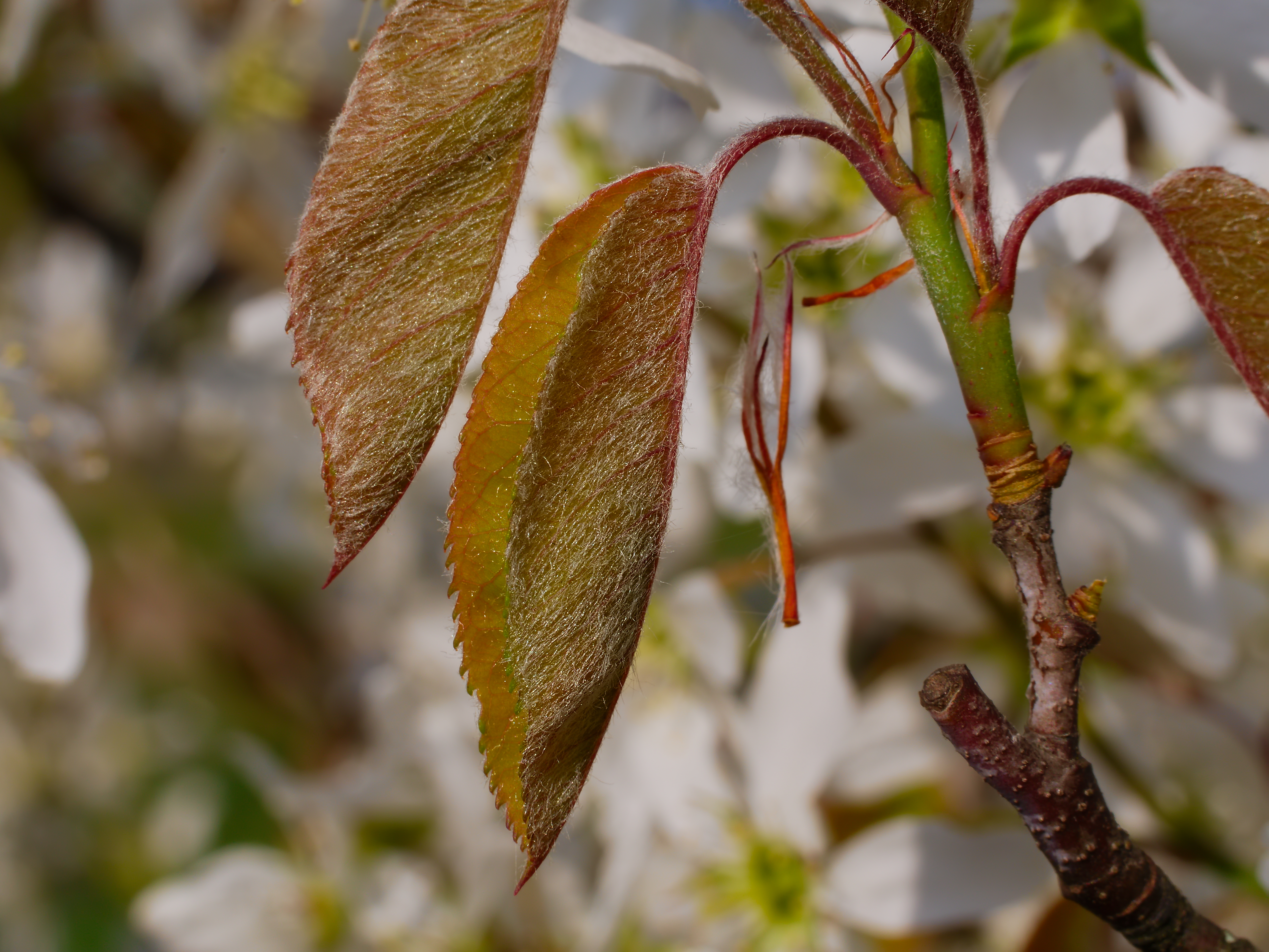 Amelanchier lamarckii, Snowy mespilus — upright deciduous (Rosaceae) (image 8 of 11)