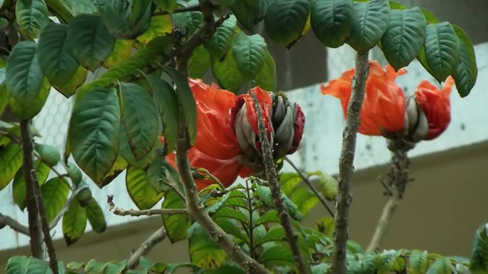 Spathodea campanulata, African tulip tree — upright semi-evergreen (Bignoniaceae) (image 5 of 9)