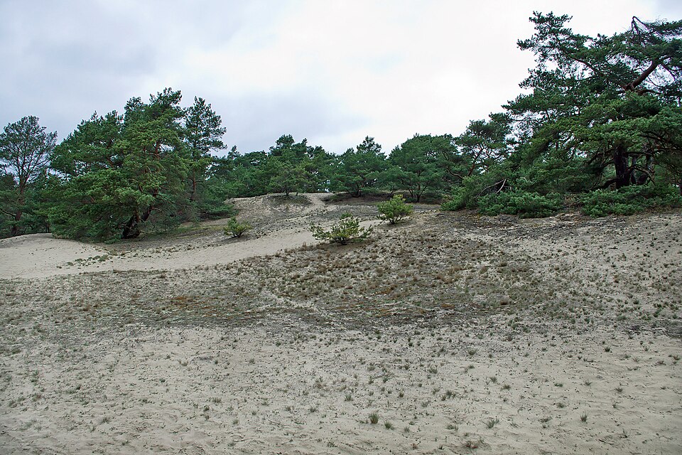 Pinus sylvestris (Scots Pine) (alternate view 11)