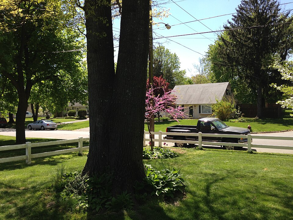 Quercus palustris (pin oak) (alternate view 4)