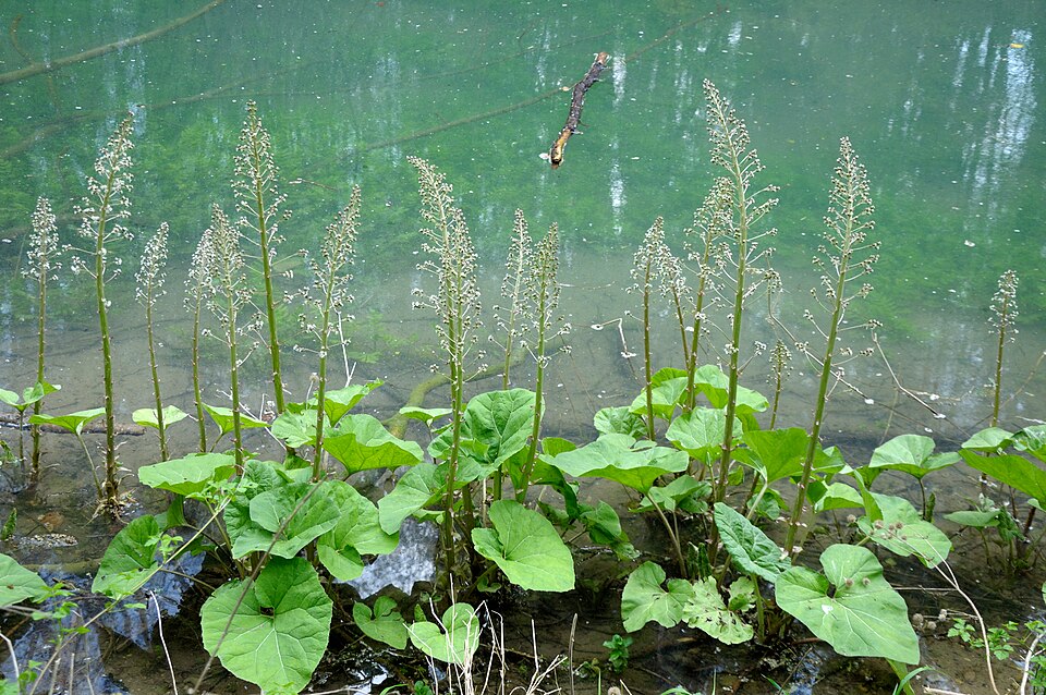 Petasites hybridus (Common Butterbur)