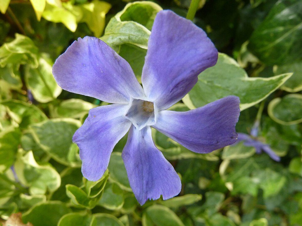 Vinca major 'Variegata' (variegated vinca major)