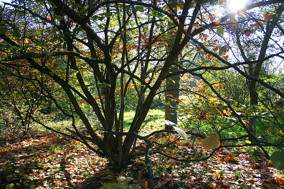 Hamamelis mollis (Chinese witch hazel) (alternate view 6)