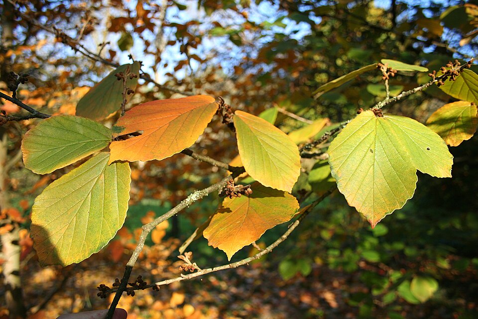 Hamamelis mollis (Chinese witch hazel) (alternate view 7)
