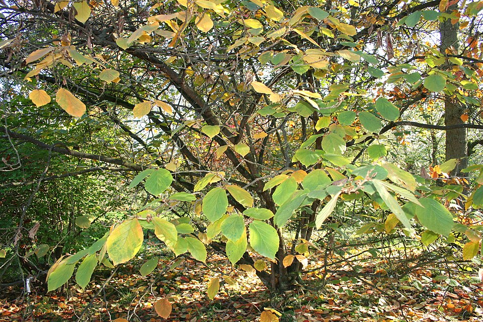 Hamamelis mollis (Chinese witch hazel) (alternate view 8)